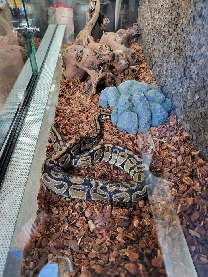 Python regius inclusief terrarium