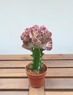 Euphorbia Lactea 'Cristata' | Ø10,5cm H24cm, Ophalen of Verzenden, Overige soorten, Minder dan 100 cm