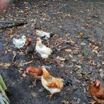 Hanen, Dieren en Toebehoren, Pluimvee, Mannelijk, Kip