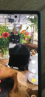 Vermist poes zonder staart omgeving Oldenzaal of omgeving, Dieren en Toebehoren, Kat