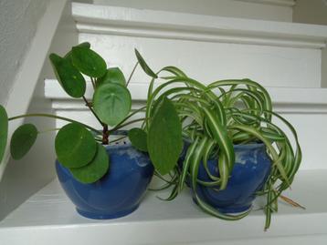 KRULGRASLELIE BONNIE + pannenkoekplant in blauwe bloempot  beschikbaar voor biedingen