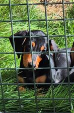 TEKOOP LIEF BLACK & TAN REUTJE EN TEEFJE, Dieren en Toebehoren, Honden | Teckels en Dashonden, België, Particulier, 8 tot 15 weken