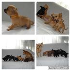 ❤4 chihuahua pups / particulier op gegroeid / toppers❤❤, Particulier, 8 tot 15 weken, Meerdere dieren, Nederland