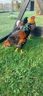 Gratis 3 hanen Wyandotte bruin/ grijs en bruin/zwart, Dieren en Toebehoren, Pluimvee