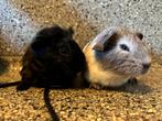 Cavia beertjes, Dieren en Toebehoren, Knaagdieren, Cavia, Mannelijk, Tam, Oktober