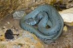 Op zoek naar Natrix, Dieren en Toebehoren, Reptielen en Amfibieën