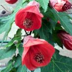 Wie er een Abutilon voor weinig geld ? Bloeit de hele zomer., Volle zon, Vaste plant, Zomer, Ophalen