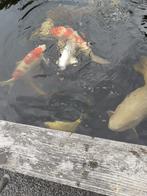 Platinum ogon doitsu, Karper of Koi