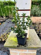 Ilex Crenata green hedge, Tuin en Terras, Planten | Struiken en Hagen, Ophalen, Hulst, Haag, Minder dan 100 cm