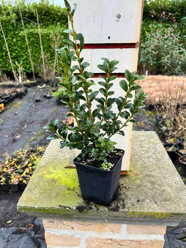 Ilex Crenata green hedge, Tuin en Terras, Planten | Struiken en Hagen, Haag, Hulst, Minder dan 100 cm, Ophalen