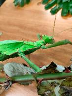 Heteropteryx dilatata, Wandelende tak