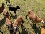 Kameroenschapen /  Kameroenschaap, Dieren en Toebehoren, Schapen, Geiten en Varkens, Meerdere dieren, Schaap, 0 tot 2 jaar