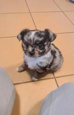 Nog 1 Lief Meisje, Dieren en Toebehoren, Honden | Chihuahua's en Gezelschapshonden, Teef, Meerdere, Chihuahua, Nederland