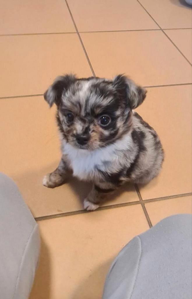 Nog 1 Lief Meisje, Dieren en Toebehoren, Honden | Chihuahua's en Gezelschapshonden, Teef, Chihuahua, Particulier, Meerdere, Nederland