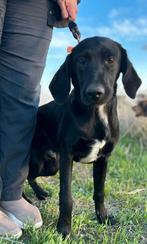 Finn verblijft in Cyprus, Rabiës (hondsdolheid), 15 weken tot 1 jaar, Buitenland, Eén hond