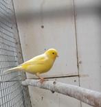 kanaries, Dieren en Toebehoren, Vogels | Kanaries, Meerdere dieren, Kleurkanarie