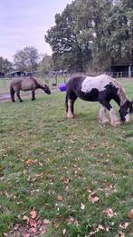 Plaats in pp veldhoven met weidegang, Dieren en Toebehoren, Stalling en Weidegang