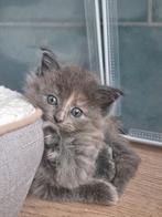 Ragdoll x maine coon kittens, Meerdere dieren, Gechipt, 0 tot 2 jaar