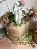 Bloempot met plant, Huis en Inrichting, Kamerplanten, Ophalen, Overige soorten, Minder dan 100 cm