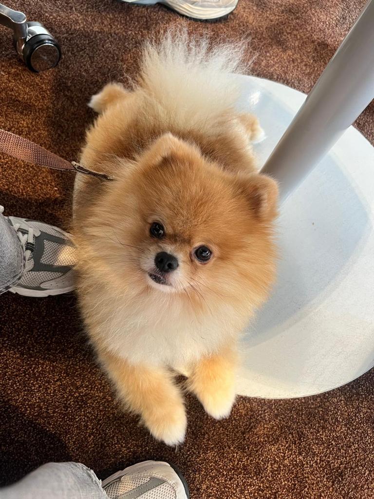 Pomeranian Bearface ervaren Dekreu FCI stamboom, Dieren en Toebehoren, Honden | Dekreuen, Reu, Fokker | Hobbymatig, Eén hond, Buitenland