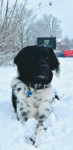 DEKREU, friese stabij LOET. Met verklaring fokgeschiktheid., Dieren en Toebehoren, Parvo, Reu, 1 tot 2 jaar, Eén hond