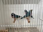 Gouldamadines Split Blauw pb man X Blauw pb pop te koop, Dieren en Toebehoren, Vogels | Overige Vogels, Meerdere dieren, Tropenvogel
