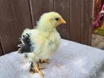 Cochin kriel krul zilver tarwe haantje, Dieren en Toebehoren, Pluimvee, Mannelijk, Kip