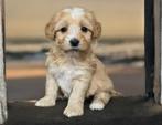 Puppy's van Kennel de Hoeve, Nederland, Rabiës (hondsdolheid), 8 tot 15 weken, Meerdere