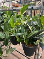 Diverse hangplanten, Ophalen, Overige soorten, Minder dan 100 cm