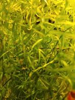 Guppy grass, Vis