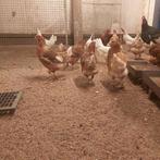 Leghorn en bruine lohman legkippen, Dieren en Toebehoren, Vrouwelijk, Kip