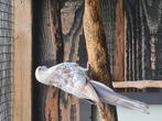 Koppel pennant, Dieren en Toebehoren, Vogels | Parkieten en Papegaaien, Meerdere dieren, Parkiet