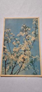 Oude ansichtkaart "bloesem", Ophalen of Verzenden, 1940 tot 1960, Ongelopen, Natuur