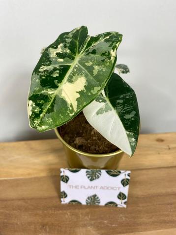 Alocasia Frydek Variegata #5 beschikbaar voor biedingen