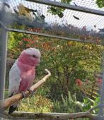 rose kaketoe, Dieren en Toebehoren, Vogels | Parkieten en Papegaaien, Mannelijk, Papegaai