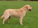 Ter dekking 4 Labradors FCI stamb,Red Fox,Zwart,Bruin,Geel,, Dieren en Toebehoren, Honden | Dekreuen, Rabiës (hondsdolheid), 1 tot 2 jaar