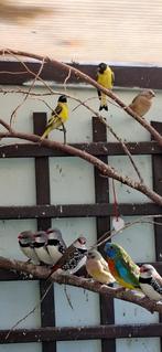 Prachtige zwartkopsijsjes, Dieren en Toebehoren, Vogels | Overige Vogels, Mannelijk