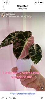 Alocasia variegata corms / knolletjes, Huis en Inrichting, Ophalen of Verzenden, Halfschaduw, Minder dan 100 cm