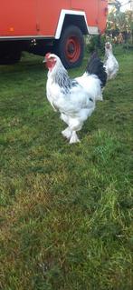 Brahma hanen. Jonge hanen 3x, Dieren en Toebehoren, Mannelijk, Kip