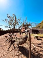 Stalling op mini paddock paradise, Dieren en Toebehoren, Stalling en Weidegang, Stalling