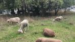 Schapen, koeien en kippen af te halen (ENKEL TELEFONISCH), December, Meerdere dieren