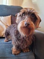 Ruwhaar dwerg teckel choco tan, Reu, CDV (hondenziekte), Eén hond, 3 tot 5 jaar