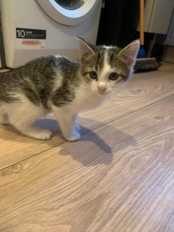 Kitten europese korthaar beschikbaar voor biedingen