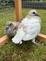 Bonte / witte postduif te koop jonge duif, Dieren en Toebehoren, Vogels | Duiven, Meerdere dieren
