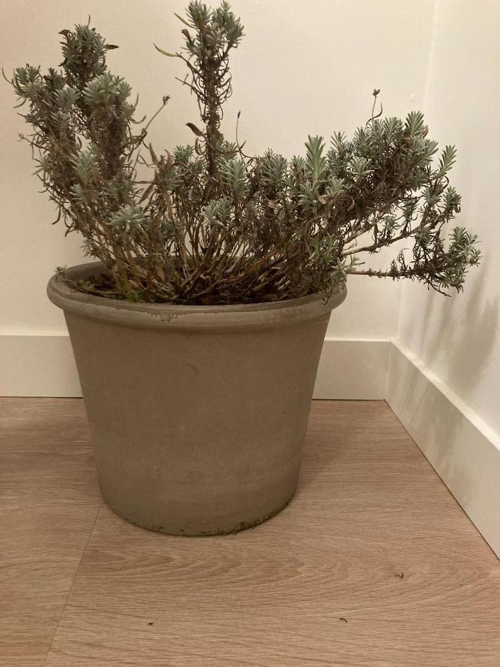 Bloempotten Deroma Cilindro grafiet, Tuin en Terras, Bloempotten, Gebruikt, Terracotta, Binnen, Balkon, Tuin, Minder dan 40 cm