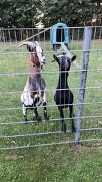 Gratis geitjes, Dieren en Toebehoren, Schapen, Geiten en Varkens, Mannelijk, Geit
