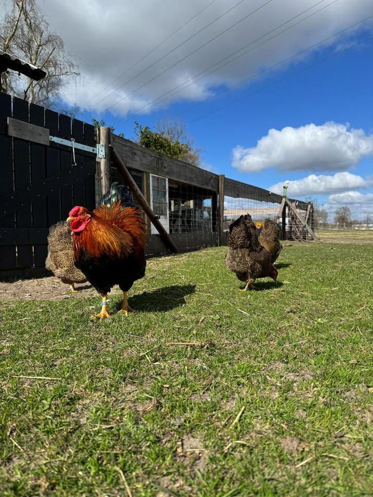Wyandotte kriel meerzomig goud patrijs, Dieren en Toebehoren, Pluimvee, Kip, Mannelijk
