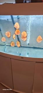 Jonge discusvissen 7 stuks, Dieren en Toebehoren, Ophalen of Verzenden, Plant(en), Steen of Hout