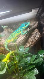 blue beauty anole  equestris potior, Dieren en Toebehoren, 0 tot 2 jaar