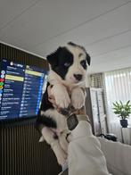 Yakutian Laika puppy’s, Dieren en Toebehoren, Honden | Poolhonden, Keeshonden en Oertypen, Overige rassen, Meerdere, Meerdere dieren